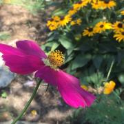 Fleurs du jardin